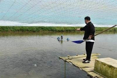 如皋城北街道 智慧農業盡顯科技范兒，水產品養殖煥新顏