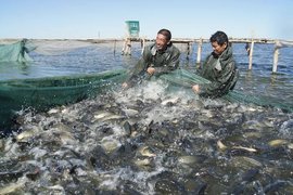 阿勒泰市水產養殖實驗場 高寒地區水產品養殖的創新與實踐