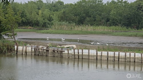 崇明河堤漏洞半年未修，魚塘主痛失水產品 一場持續半年的“泄洪記”